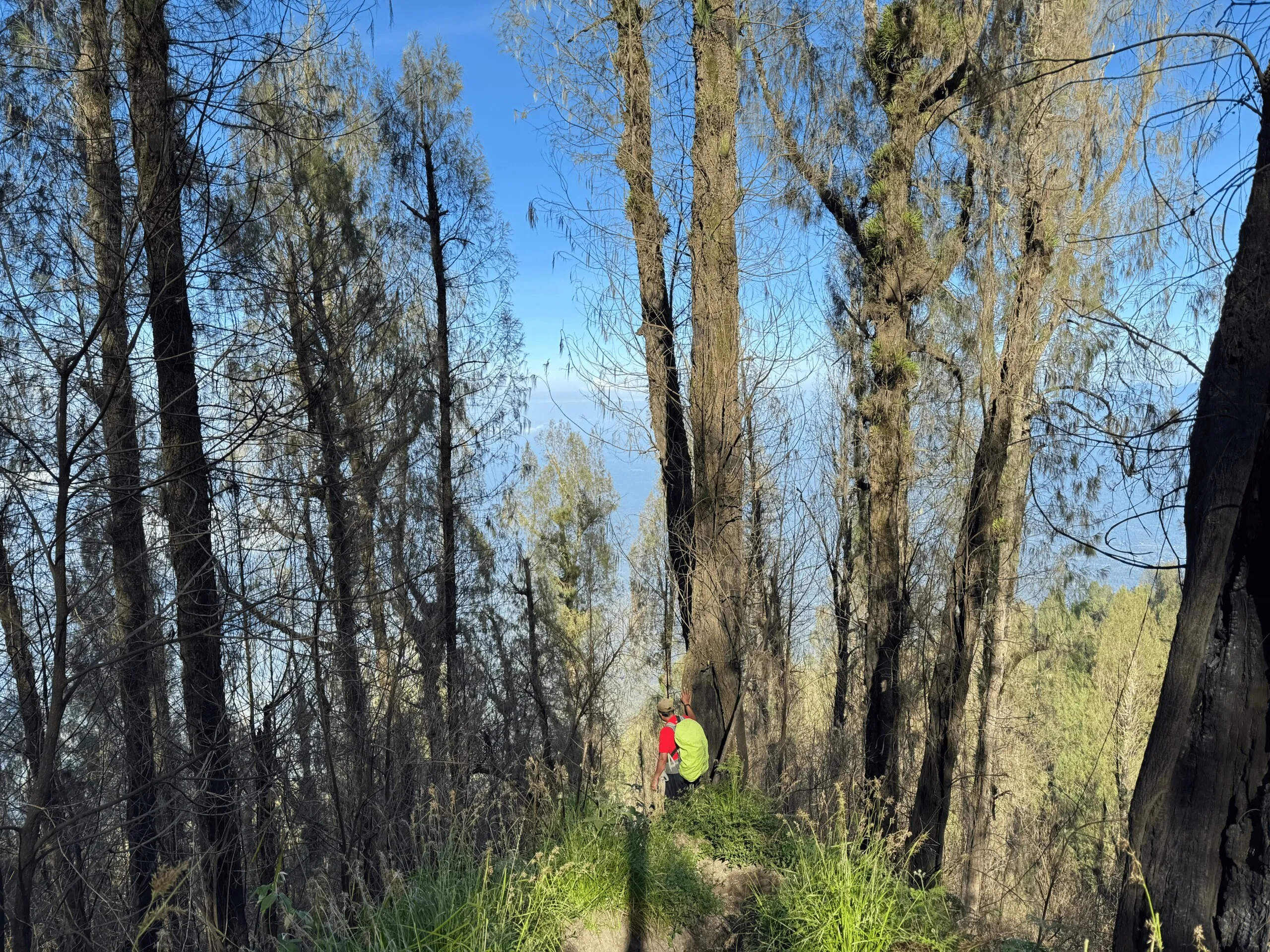 Forested volcanic terrain on the way down