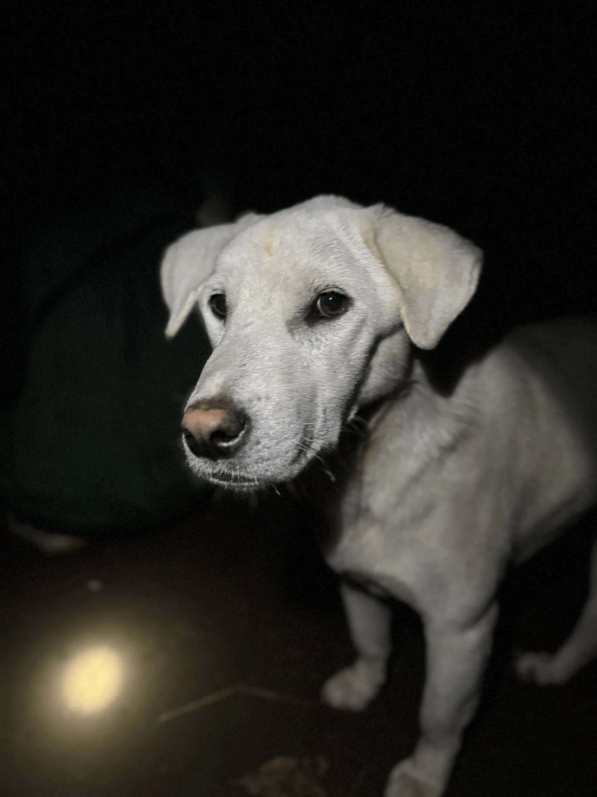Joki the trail guardian dog